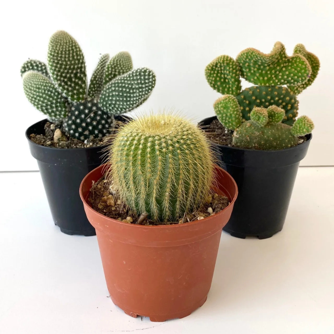 4" Cactus